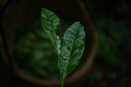 A Glimpse into Everyday Life in China